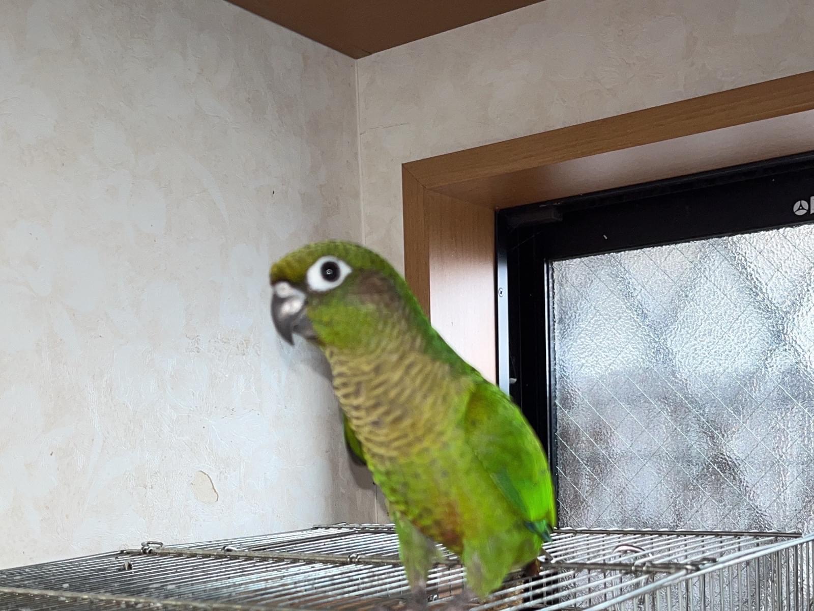 コゲちゃん コゲちゃん