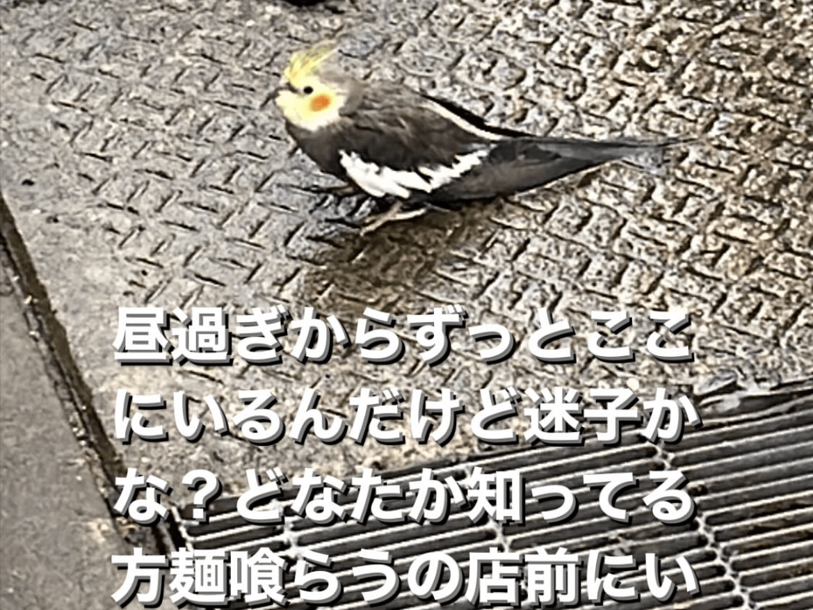 目撃された鳥 目撃された鳥