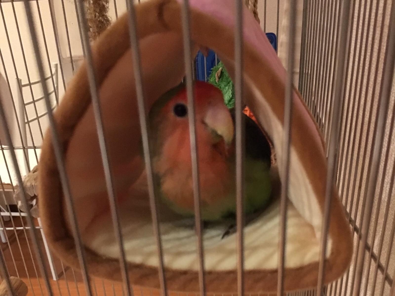 トトちゃん トトちゃん