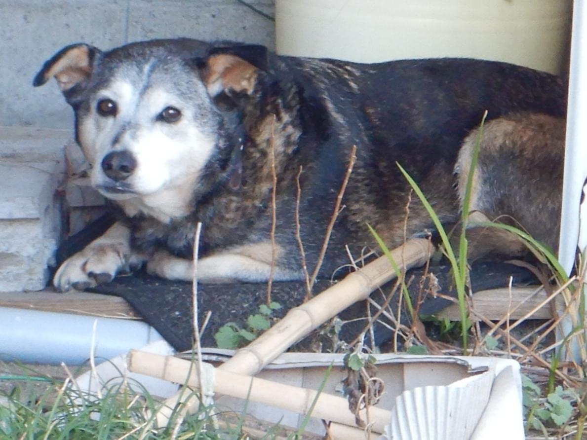保護された犬 保護された犬