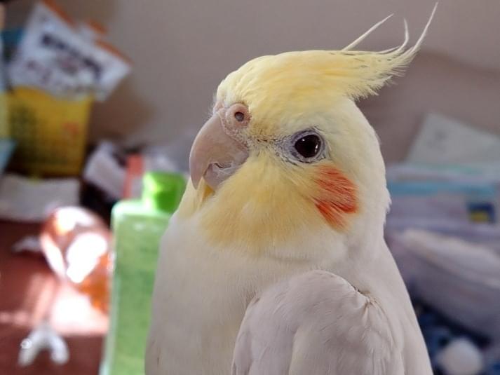 ここちゃん ここちゃん