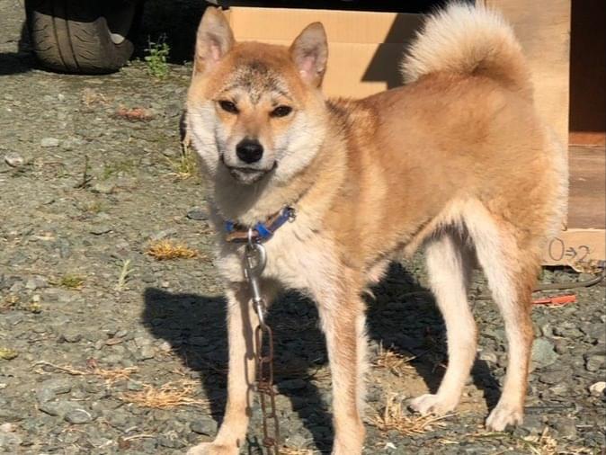 迷子になった犬 迷子になった犬