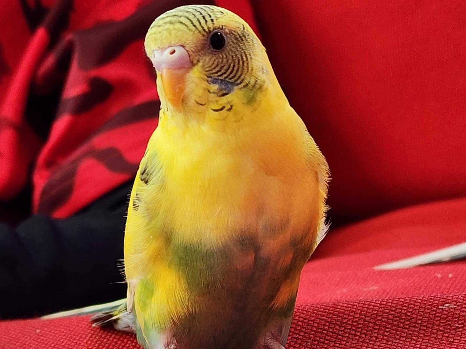 ポピーちゃん ポピーちゃん