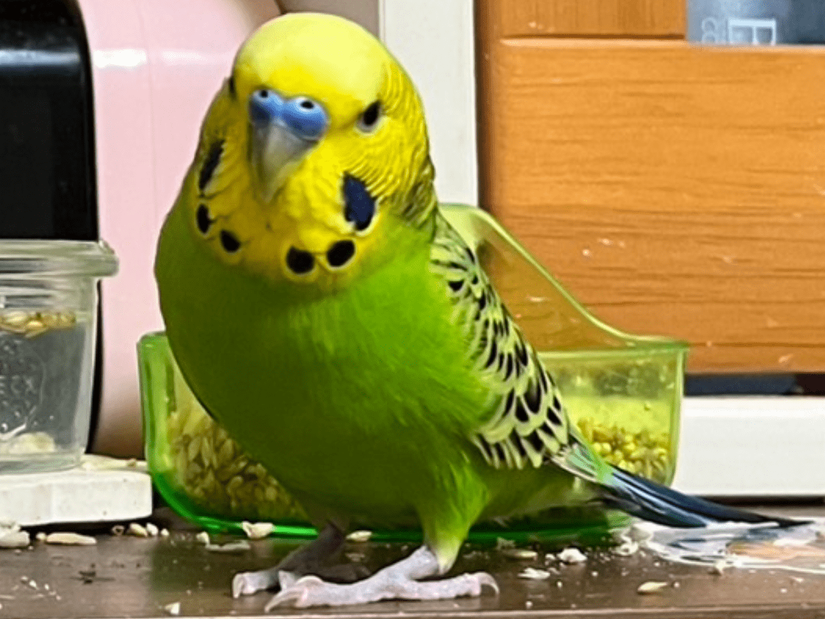 ちょびちゃん ちょびちゃん