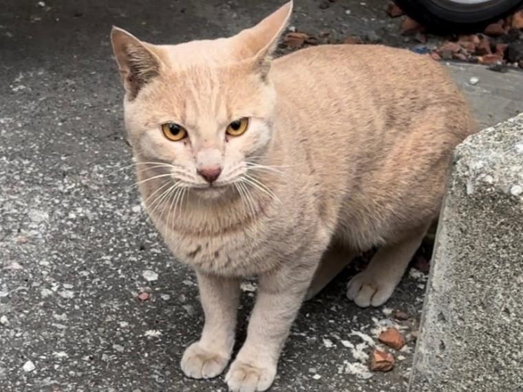保護された猫 保護された猫