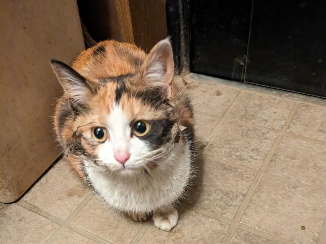 保護された猫 保護された猫
