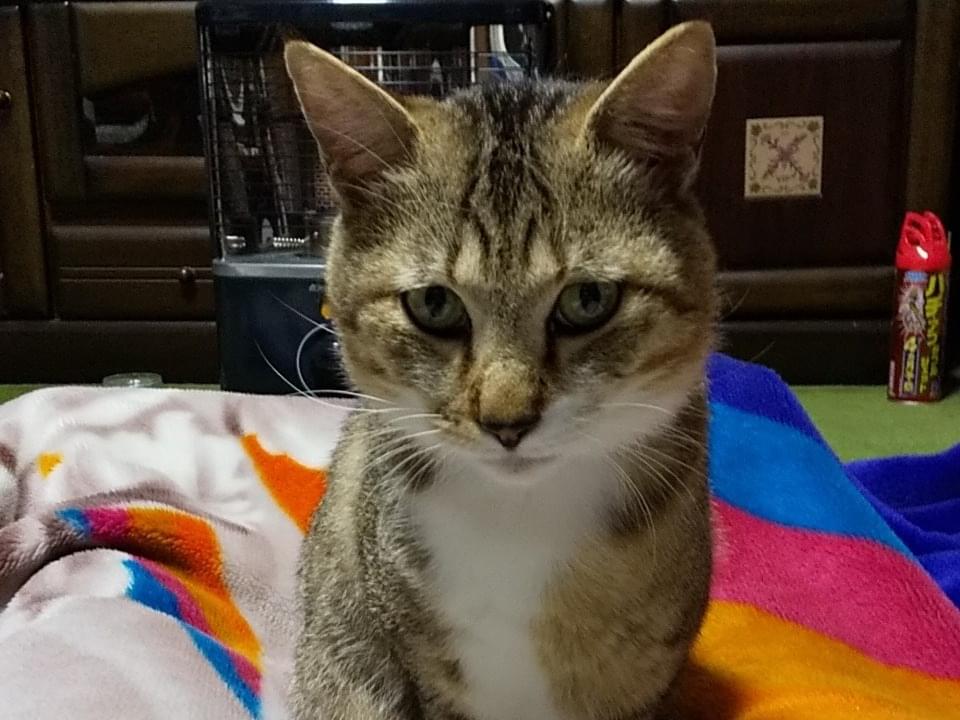 たね子ちゃん たね子ちゃん