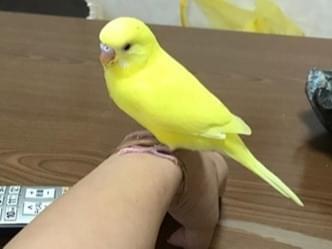 ぴーちゃん ぴーちゃん