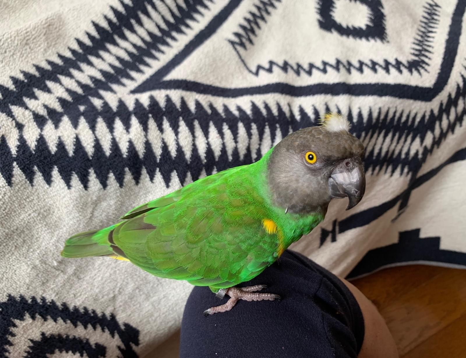 セネガルパロットが逃げました 見つけていただいた方連絡ください