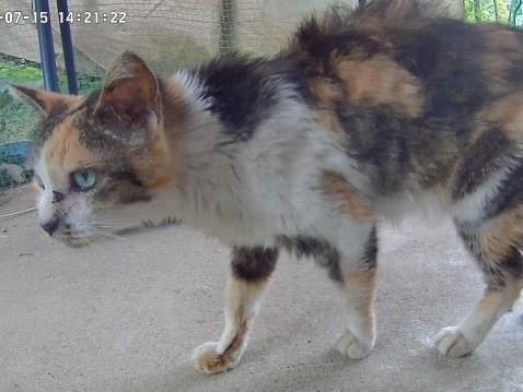 目撃された猫 目撃された猫