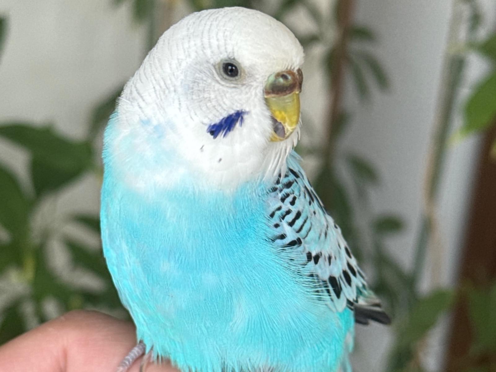 保護された鳥 保護された鳥