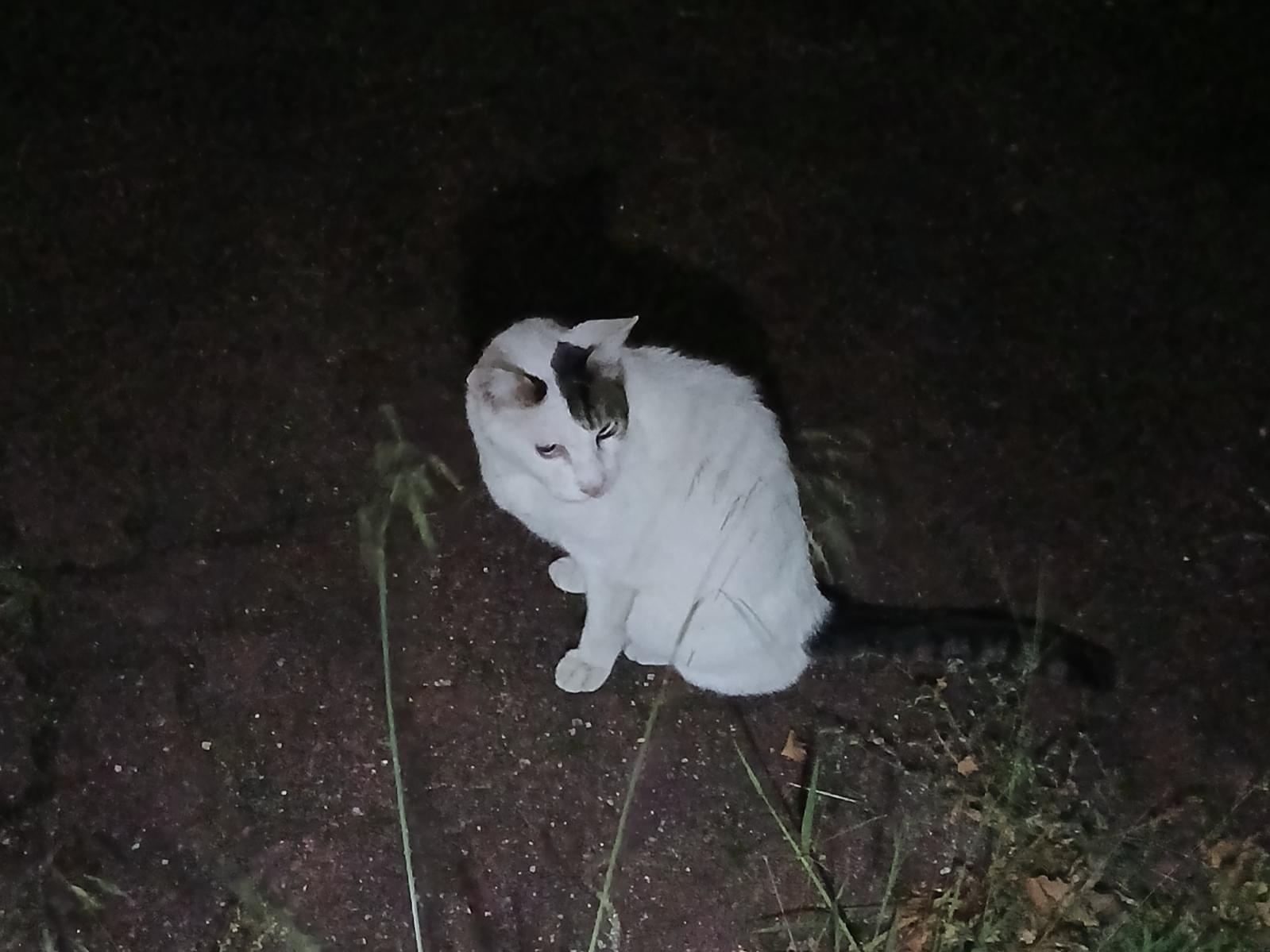 はなちゃん
