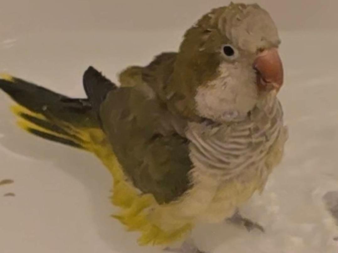 よもぎちゃん よもぎちゃん