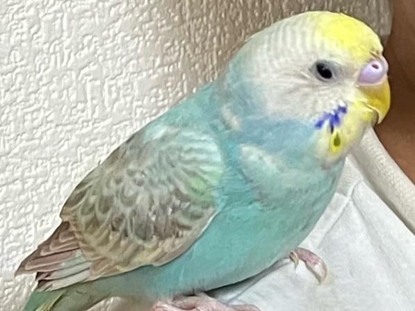 ピーちゃん ピーちゃん