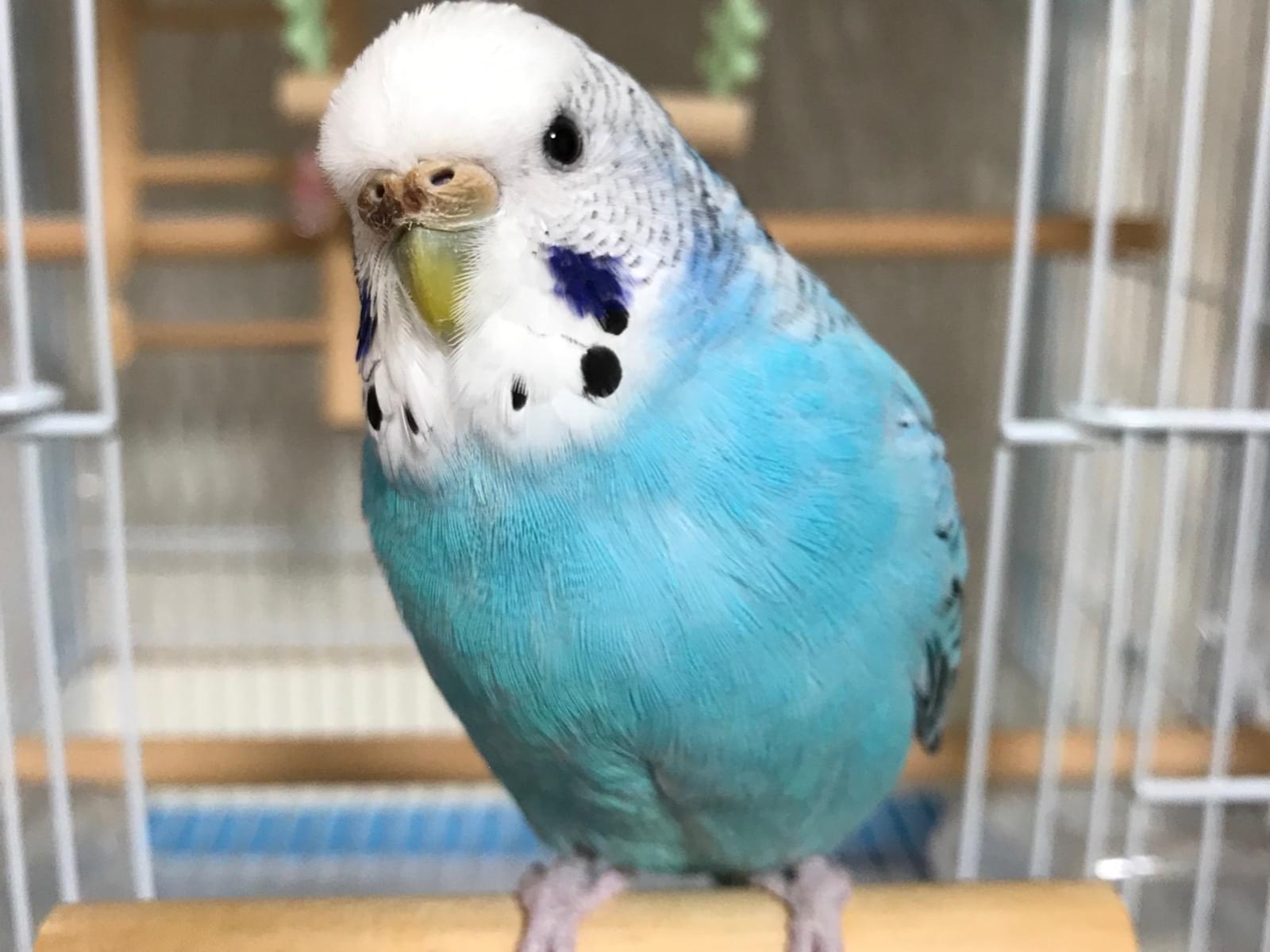 ピッピちゃん ピッピちゃん