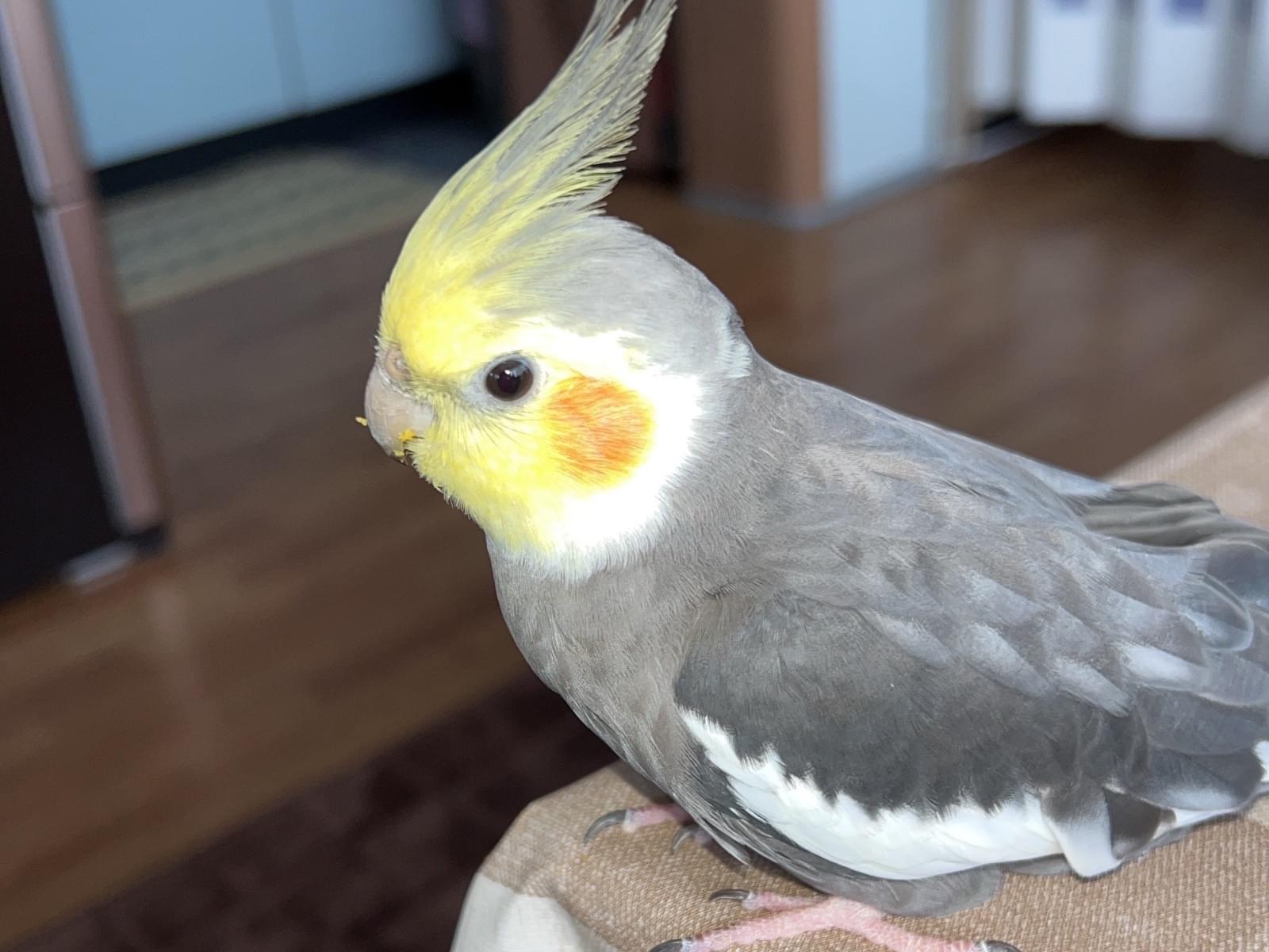 チョコちゃん チョコちゃん