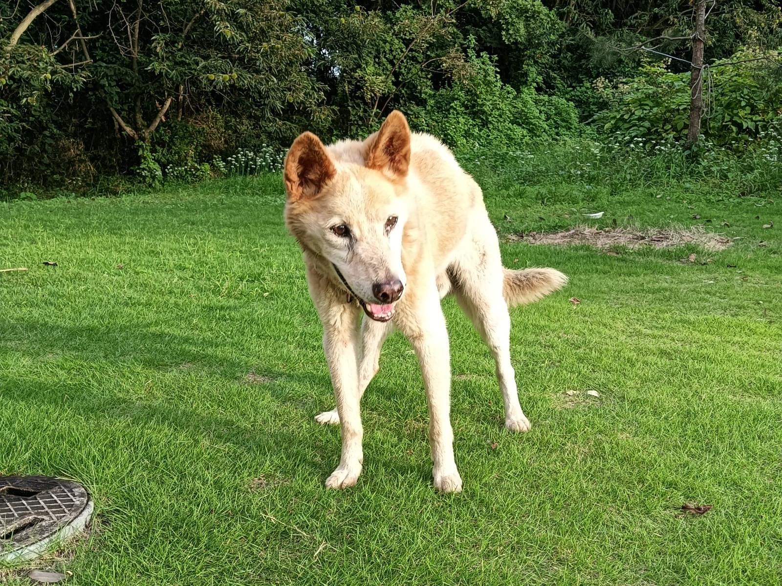 保護された犬