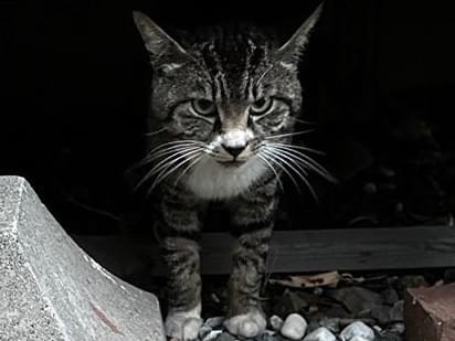 目撃された猫 目撃された猫