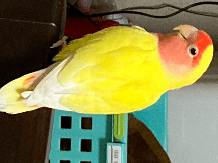 保護された鳥 保護された鳥