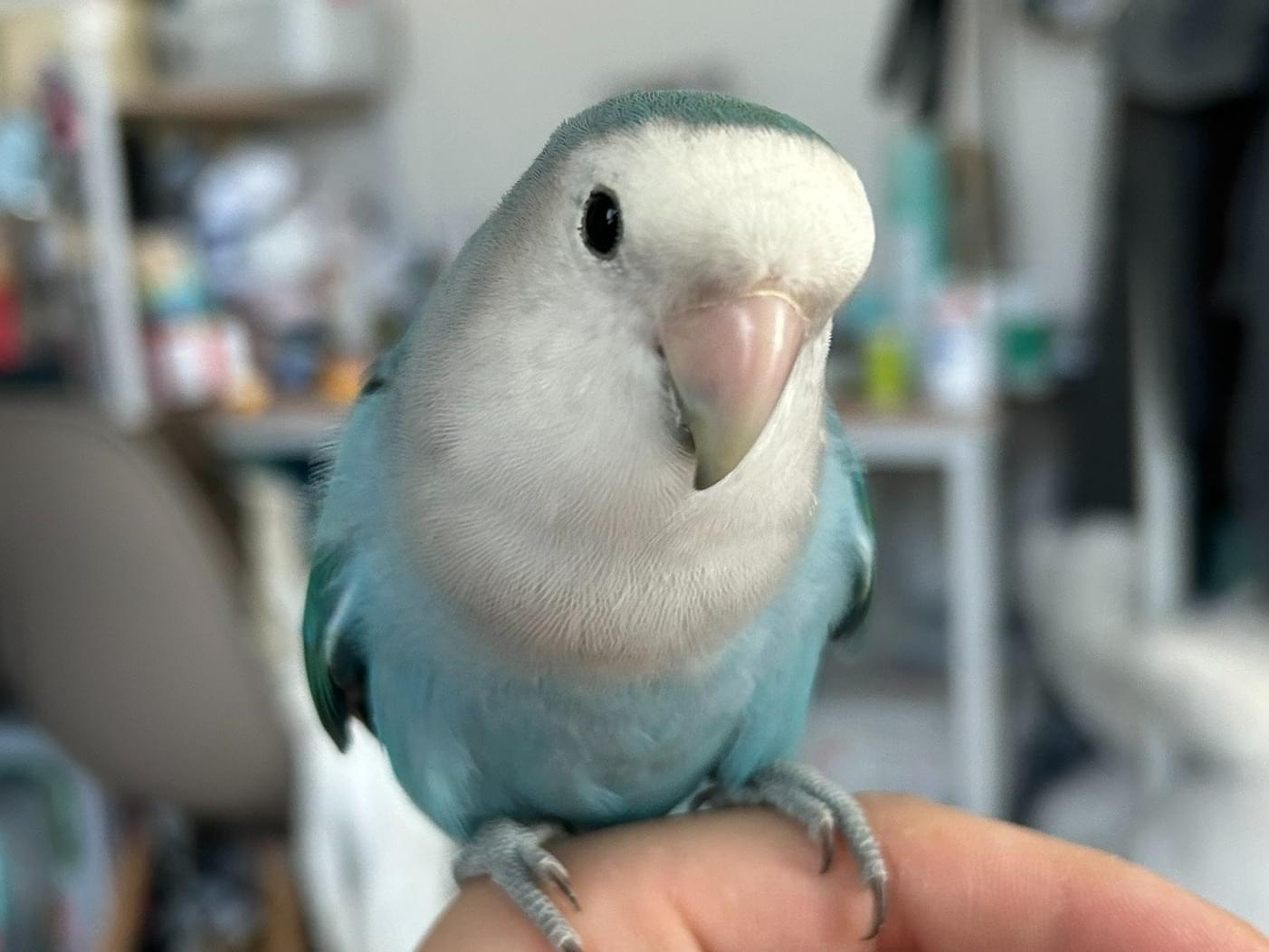 ポムちゃん