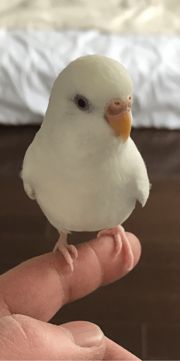 セキセイインコアルビノを探しています