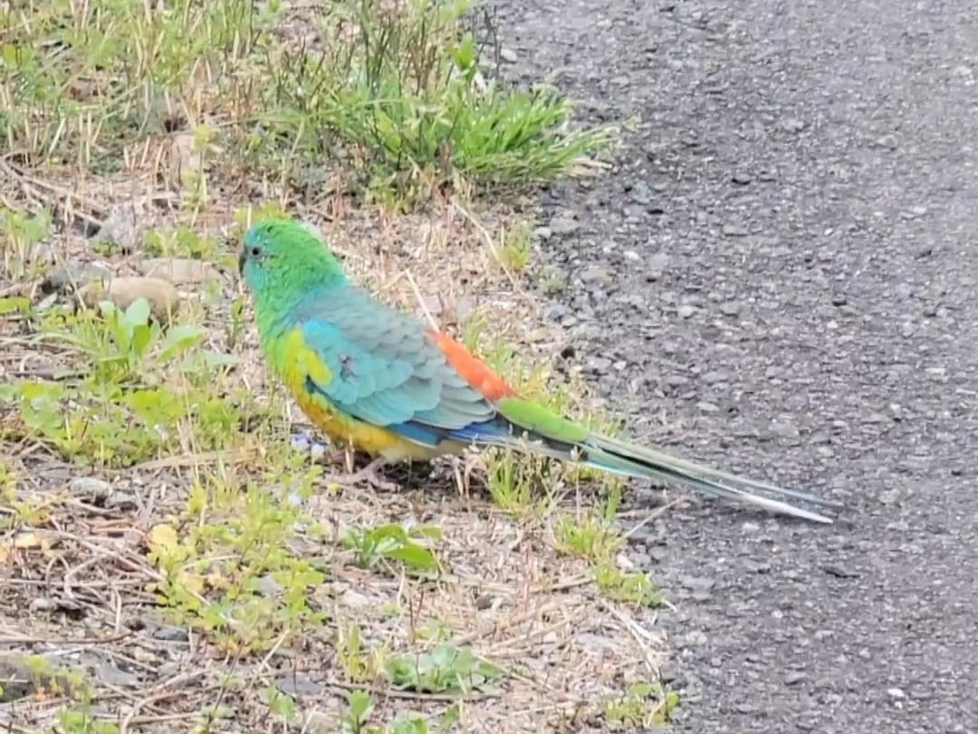 目撃された鳥 目撃された鳥