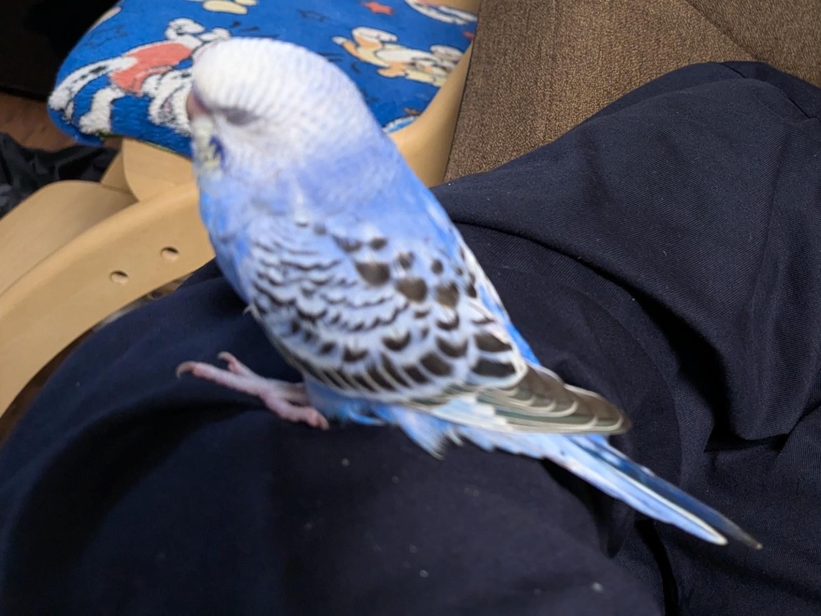 なすびちゃん なすびちゃん