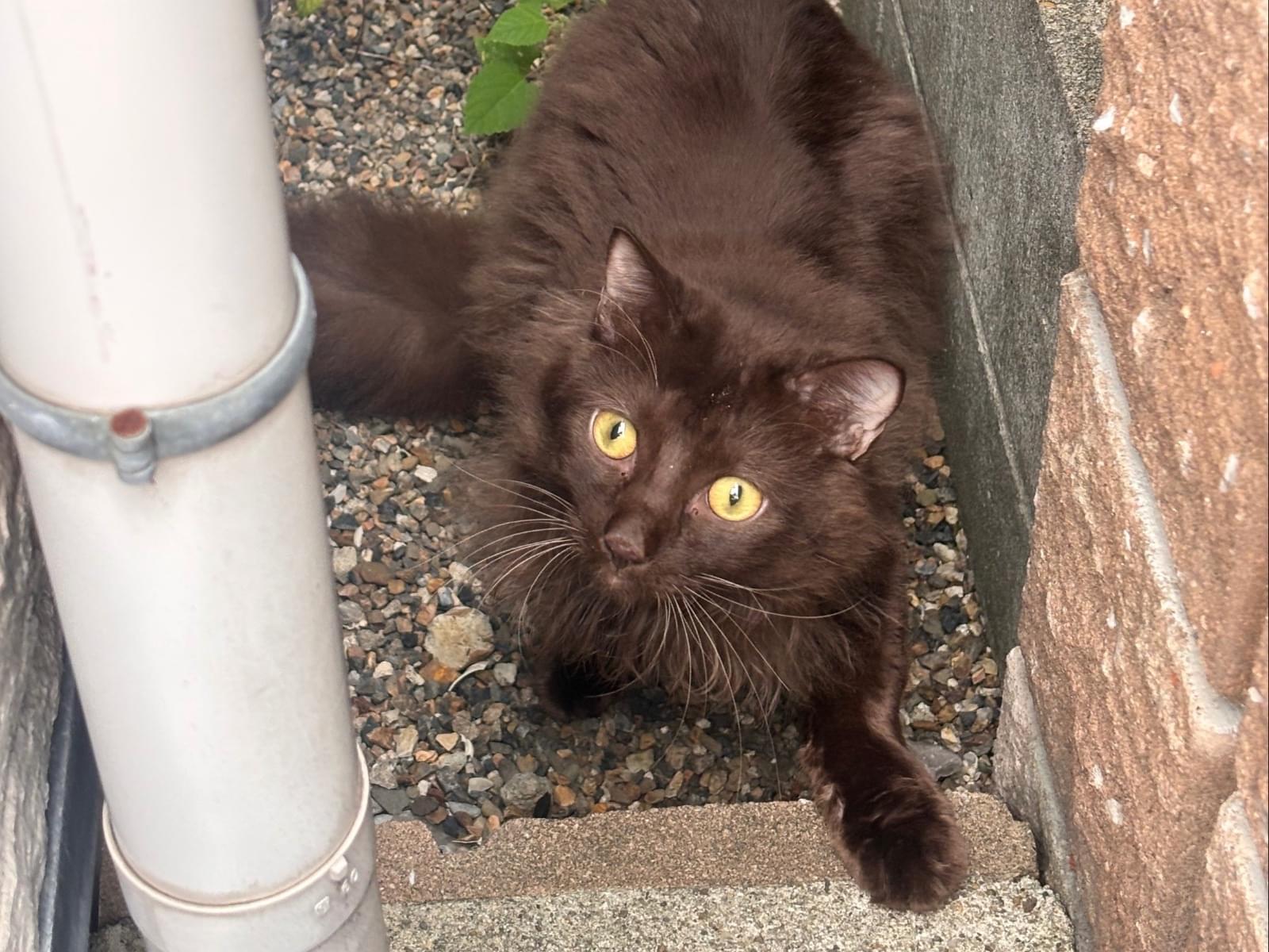 目撃された猫 目撃された猫