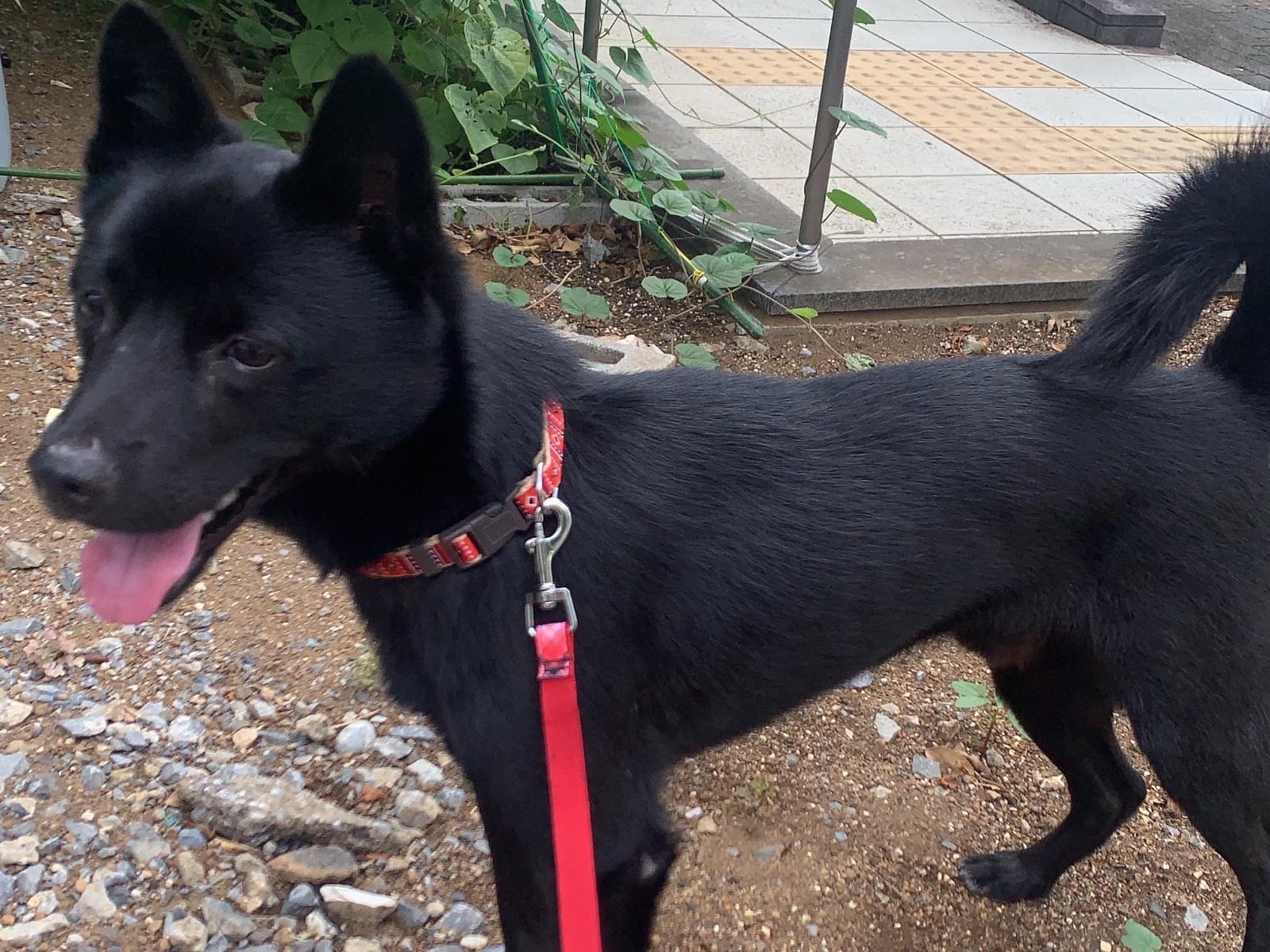 保護された犬 保護された犬