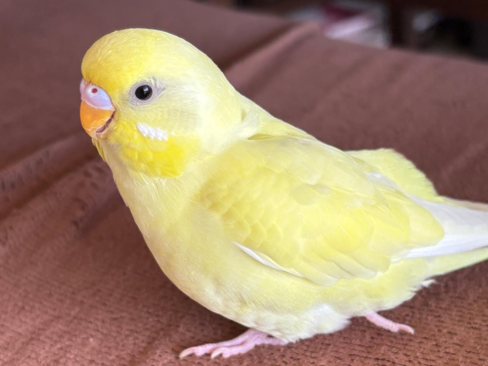 レモンちゃん レモンちゃん