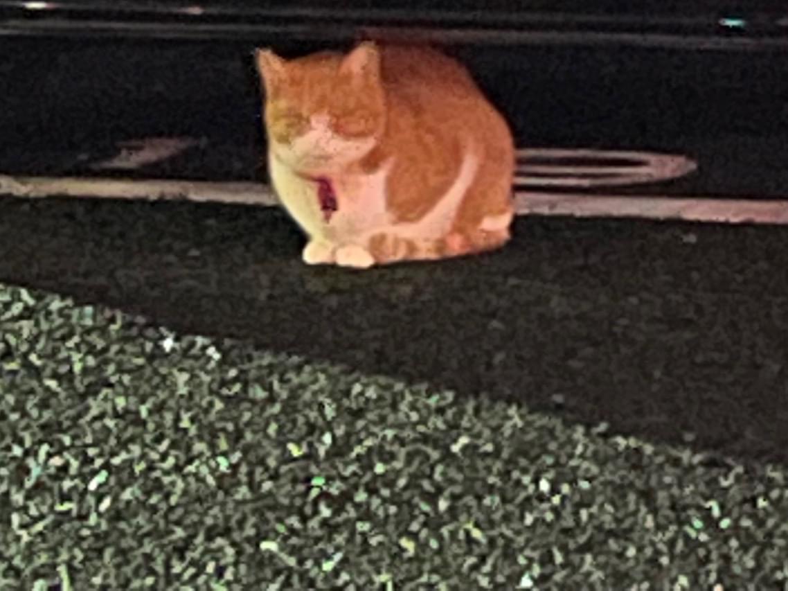 目撃された猫 目撃された猫