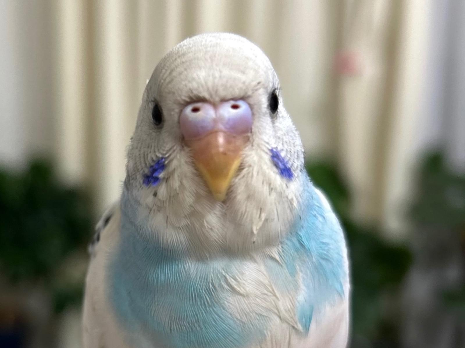 保護された鳥 保護された鳥