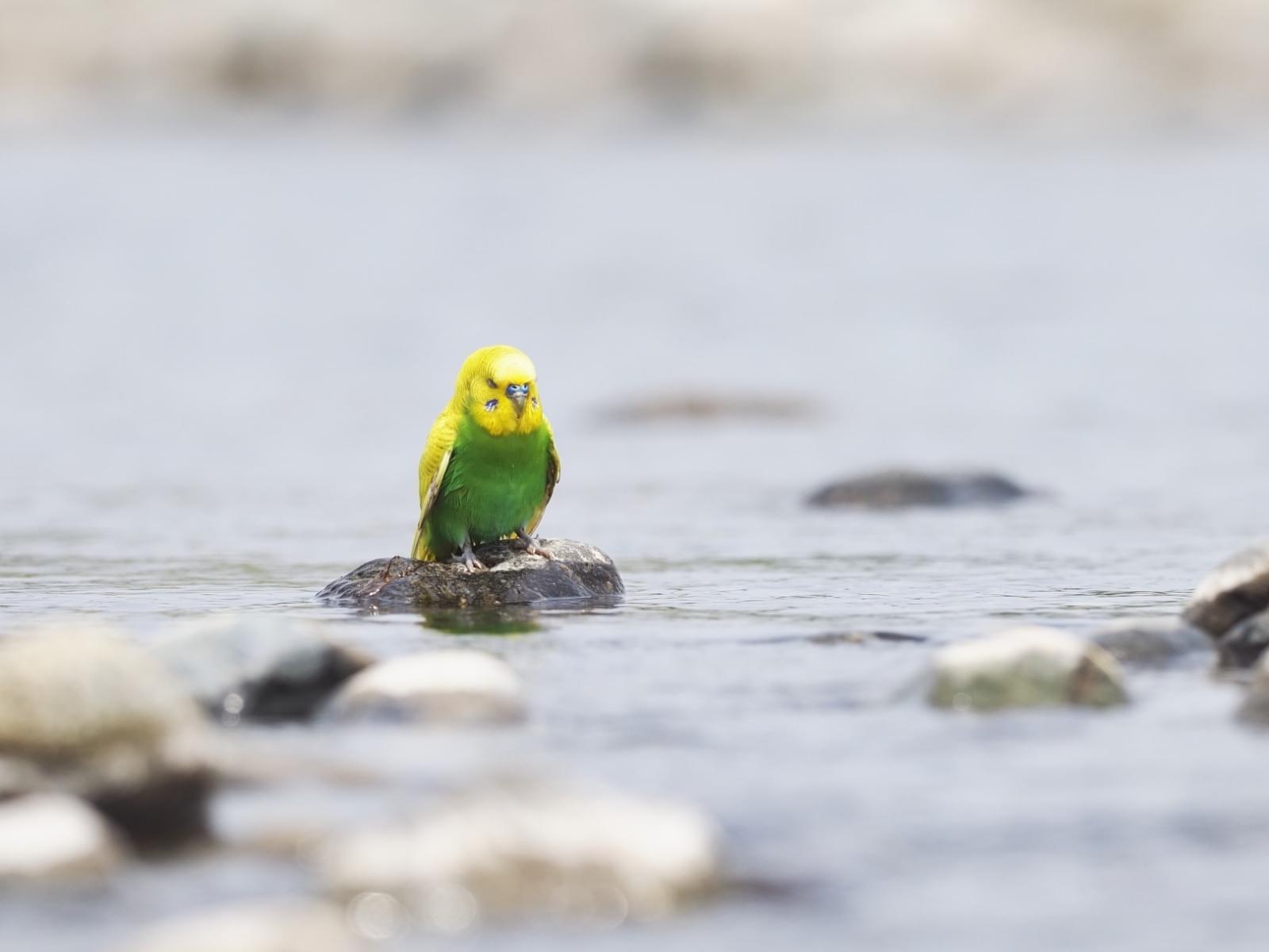 保護された鳥 保護された鳥