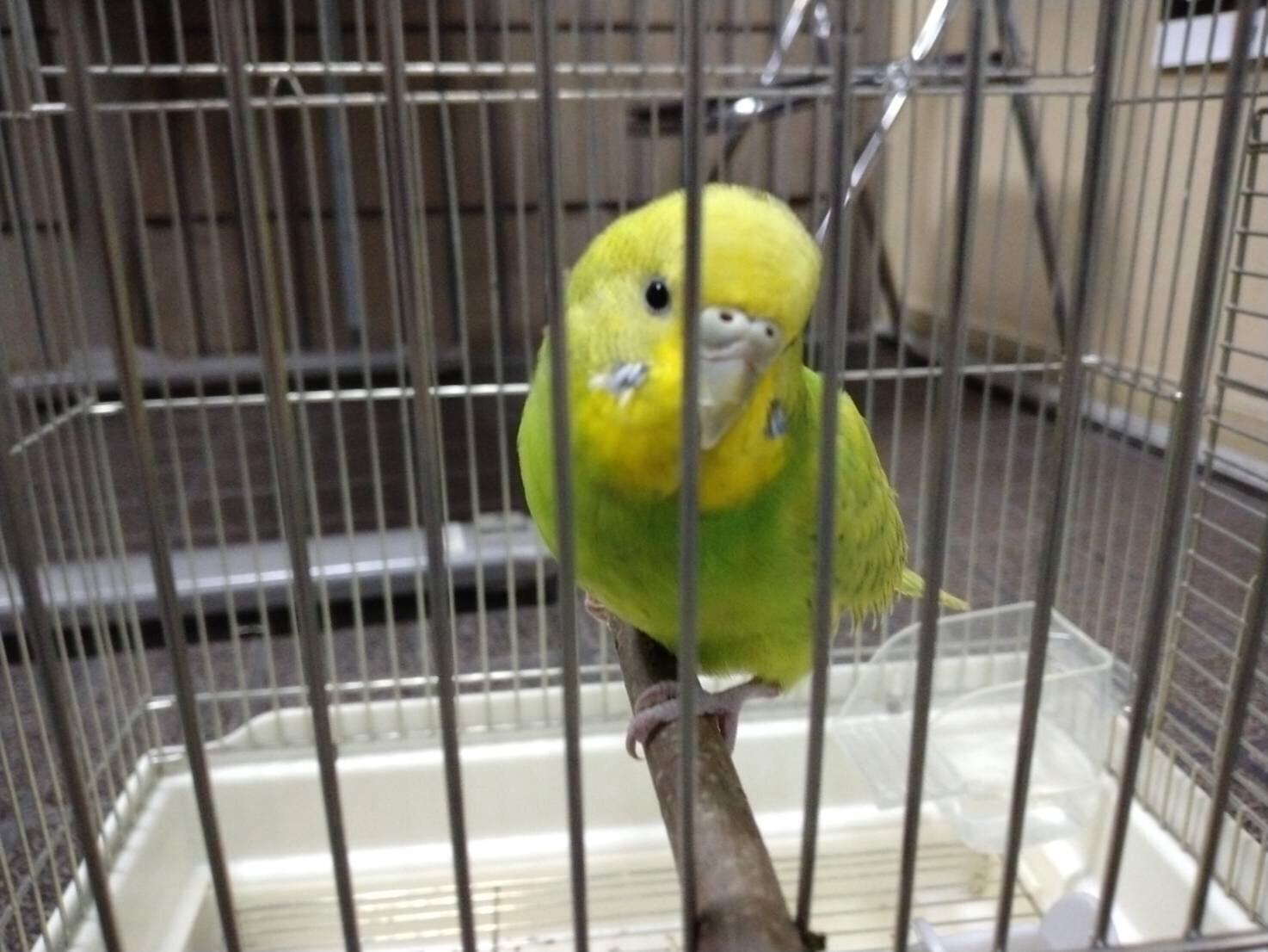 保護された鳥 保護された鳥