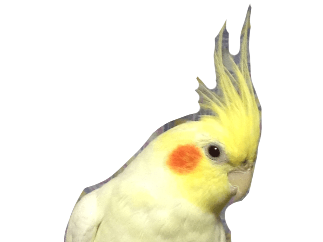 ハネちゃん ハネちゃん