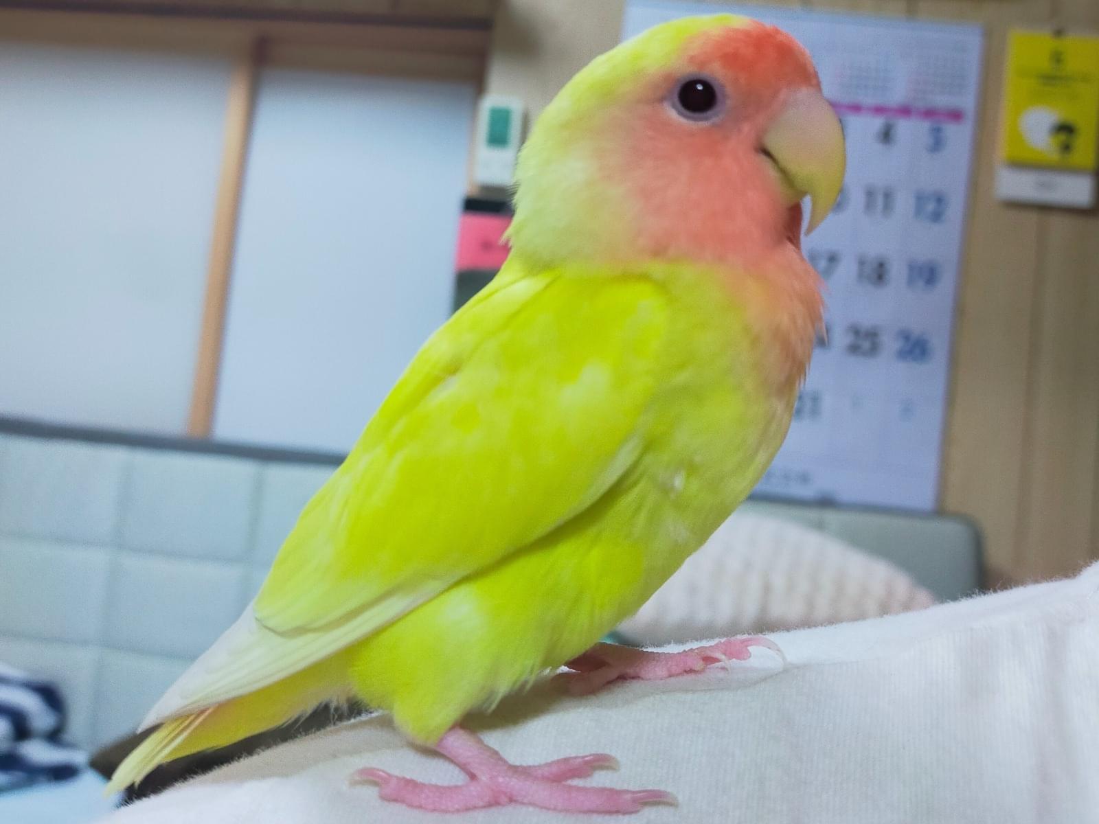 ピーちゃん ピーちゃん