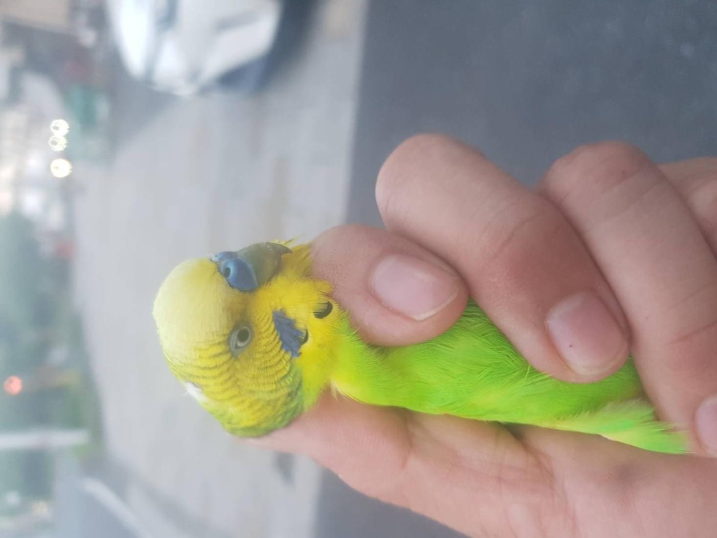 保護された鳥 保護された鳥