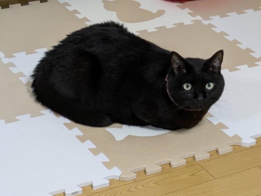ジジちゃん ジジちゃん