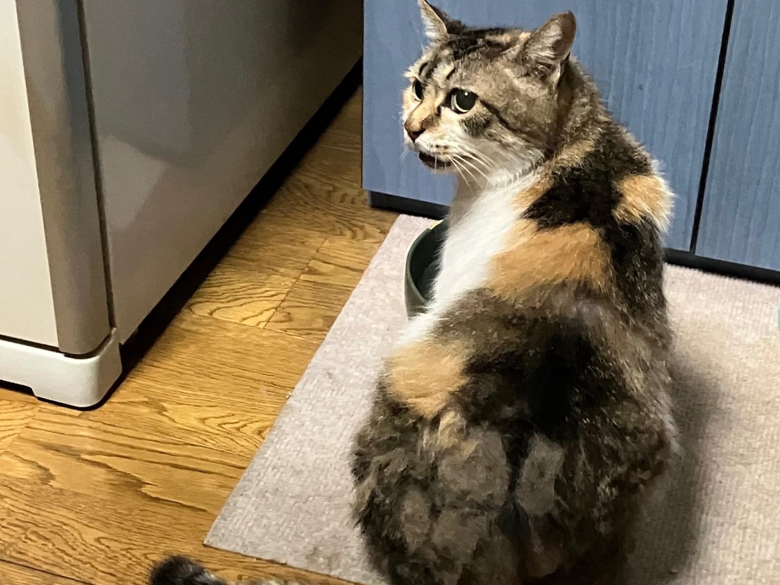 ライチちゃん ライチちゃん
