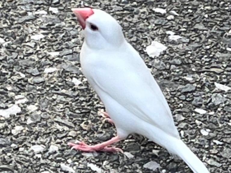 目撃された鳥 目撃された鳥