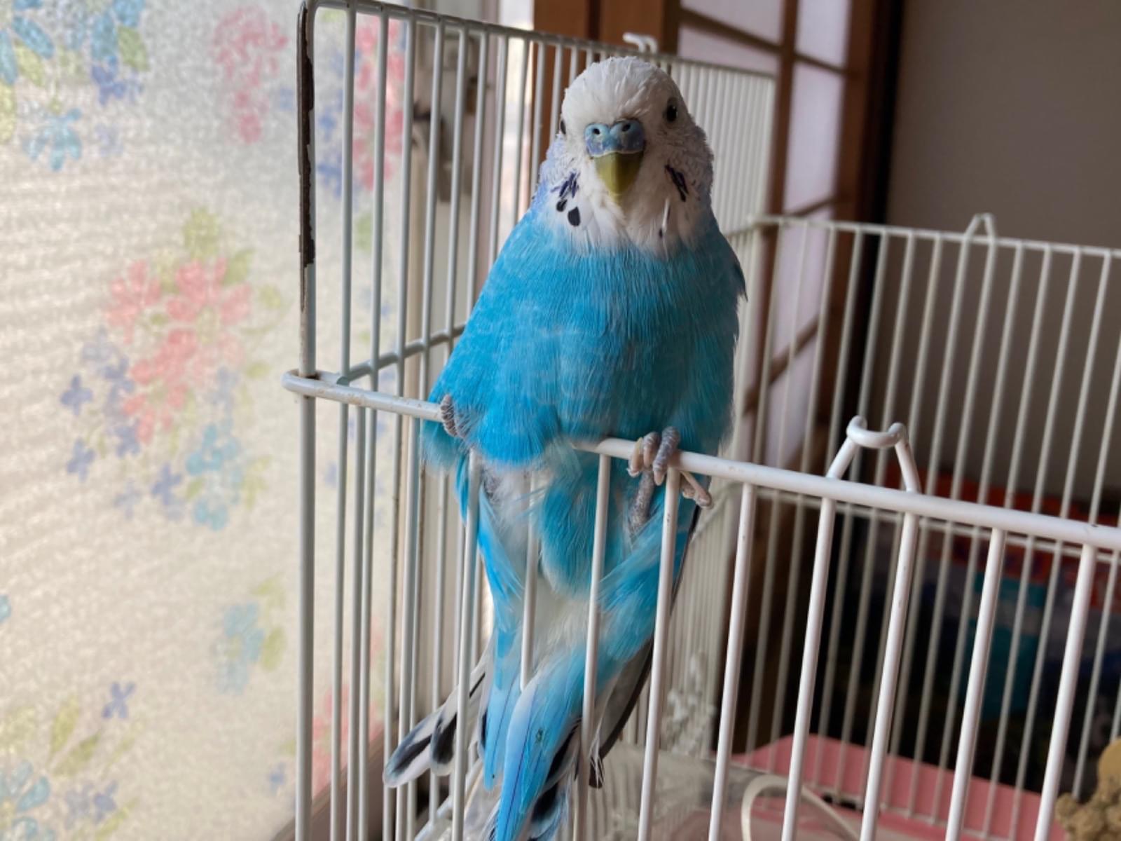 サムちゃん サムちゃん