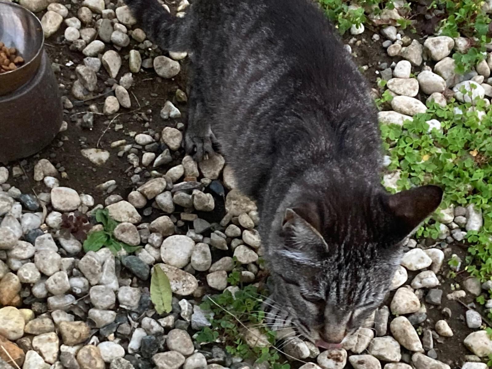目撃された猫 目撃された猫