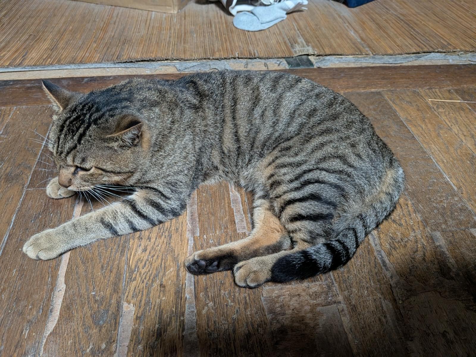 保護された猫 保護された猫