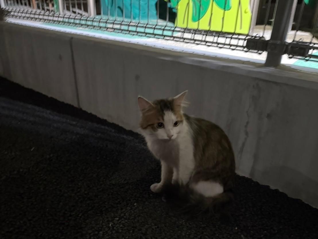 目撃された猫 目撃された猫