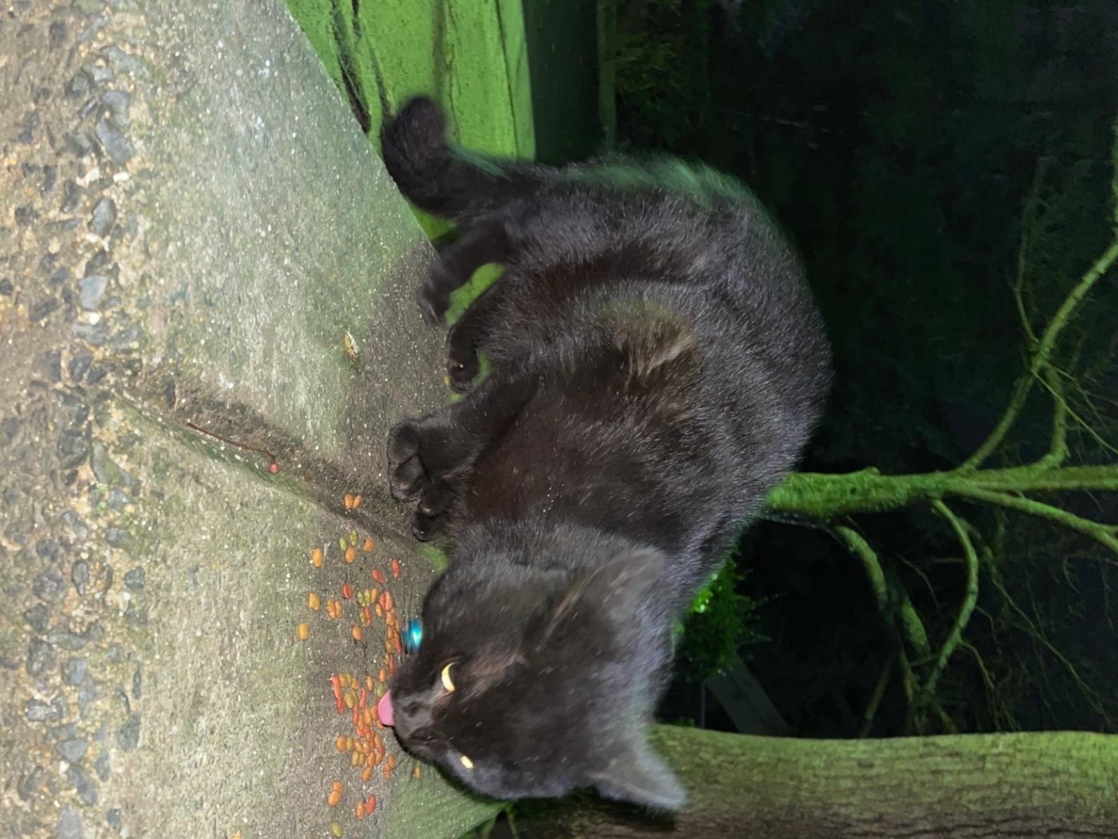 目撃された猫 目撃された猫