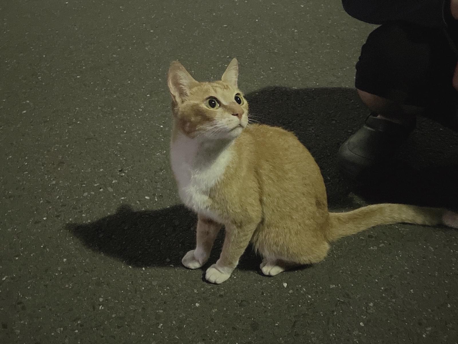 目撃された猫 目撃された猫