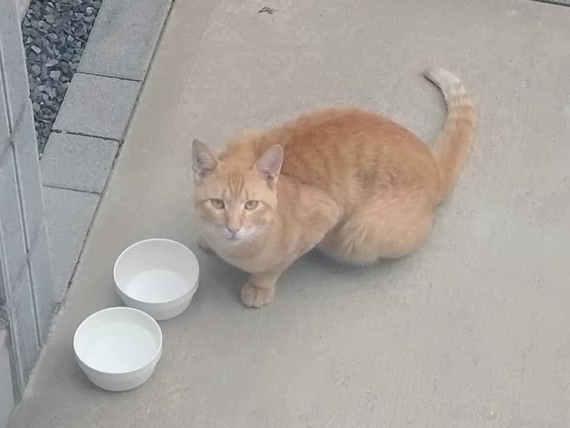 目撃された猫 目撃された猫