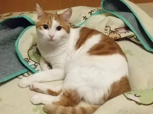 見つかりました❗️】大きな茶トラ白首輪無しのオス猫です。