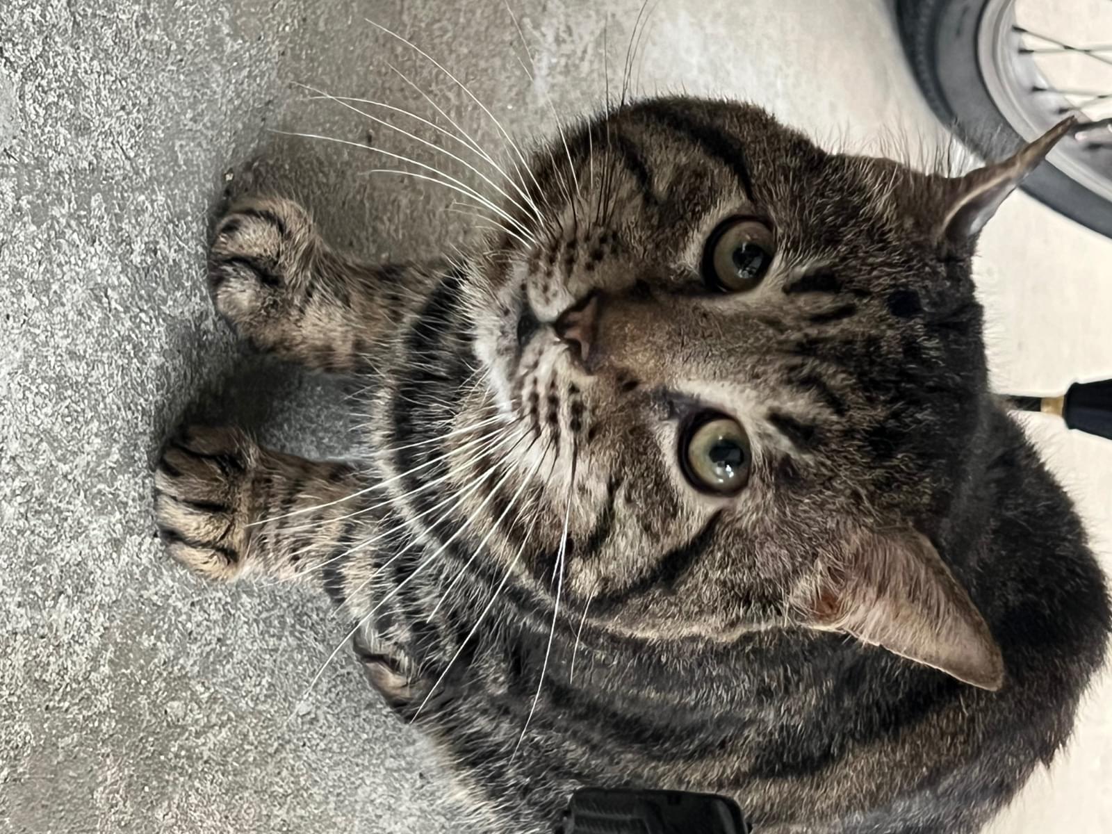 目撃された猫 目撃された猫