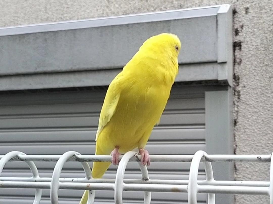 ここちゃん ここちゃん